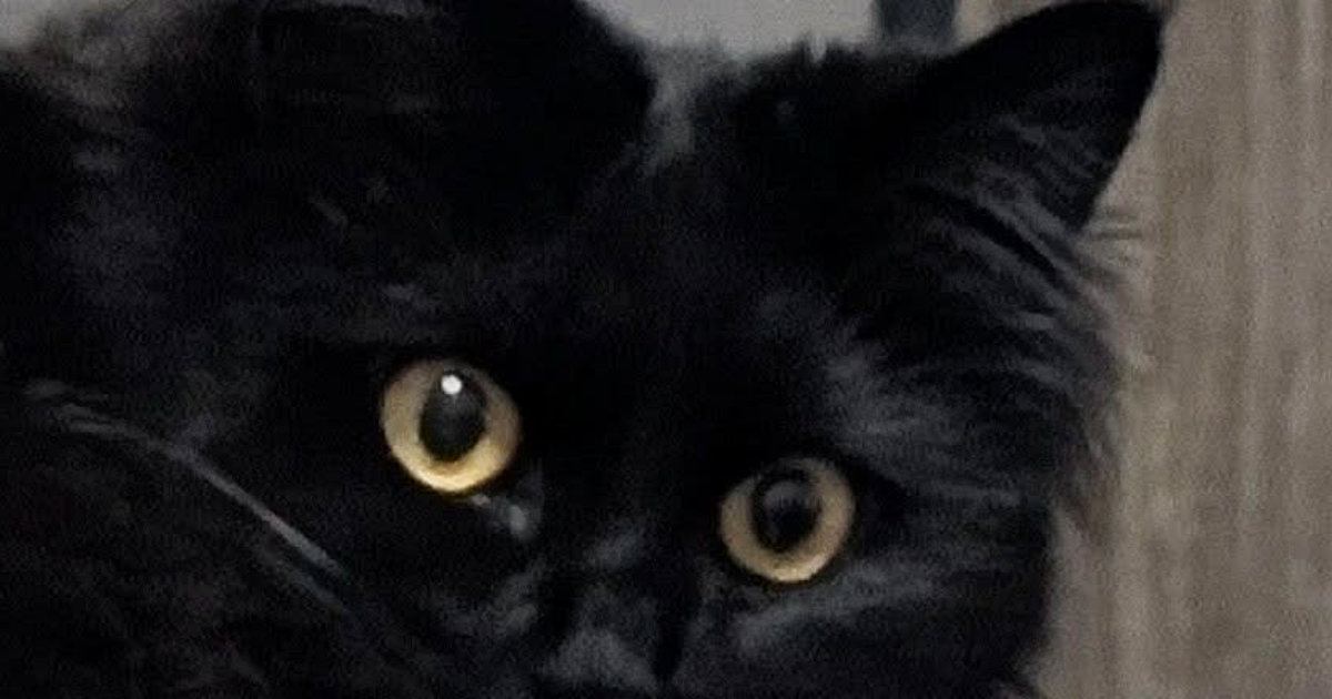 振り向いた黒猫→ペロリと『舌を出した瞬間』に撮影したら、『口元』が…まさかすぎる光景に笑う人が続出「むちゅーって感じｗ」「可愛いｗ」
