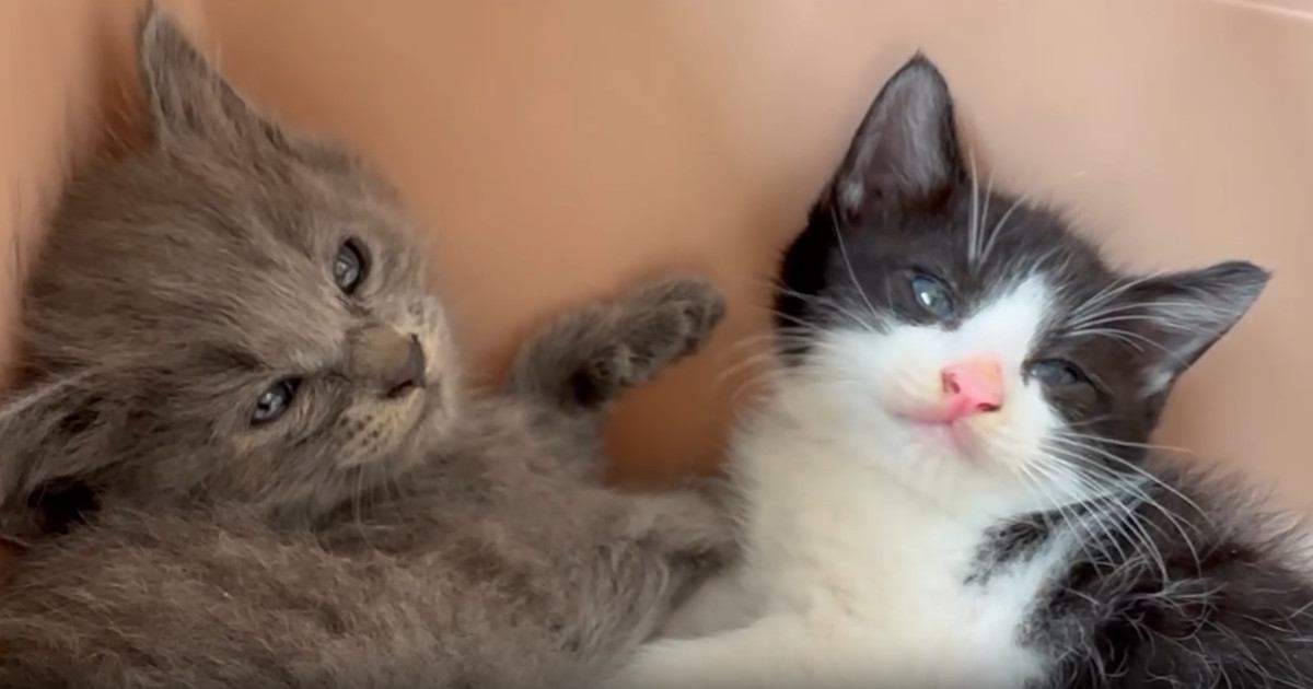 家に来て『1日目の子猫たち』→飼い主が少し近づいてみると…まさかの可愛すぎる行動に「とりあえずやっとく感」「めっちゃシンクロ」と反響