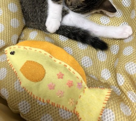 音が鳴ってカミカミが止まらない♡猫の蹴りぐるみを手作りしてみよう！