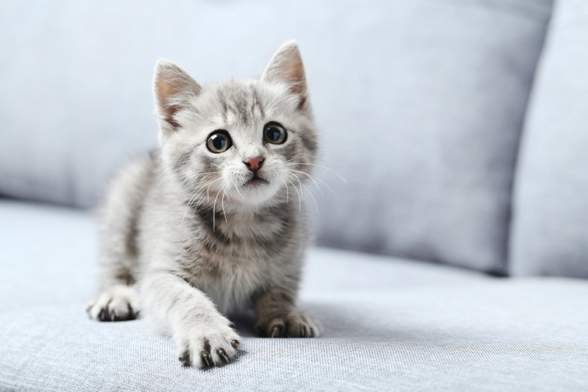 猫につけるのは控えるべき『NGな名前』5つ　思わぬ支障を招くリスクや失敗しないコツ