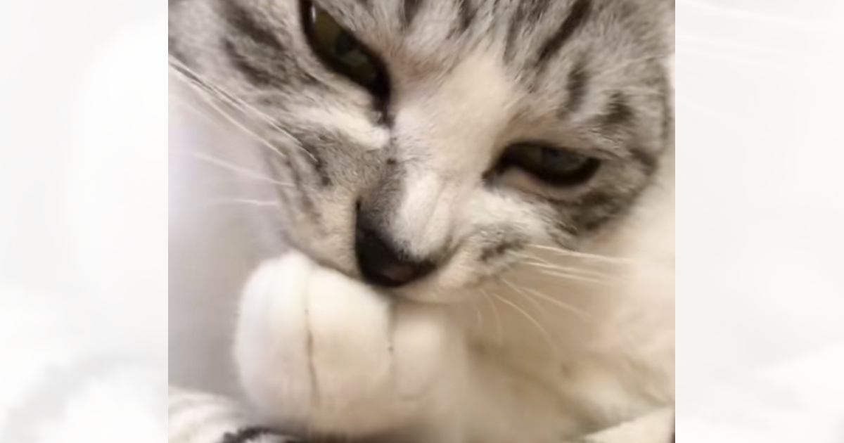 『前足を吸っていた猫』の前に指を差し出してみた結果…まさかの反応に爆笑する人続出「表情も完璧w」「何を考えてたんだろうw」