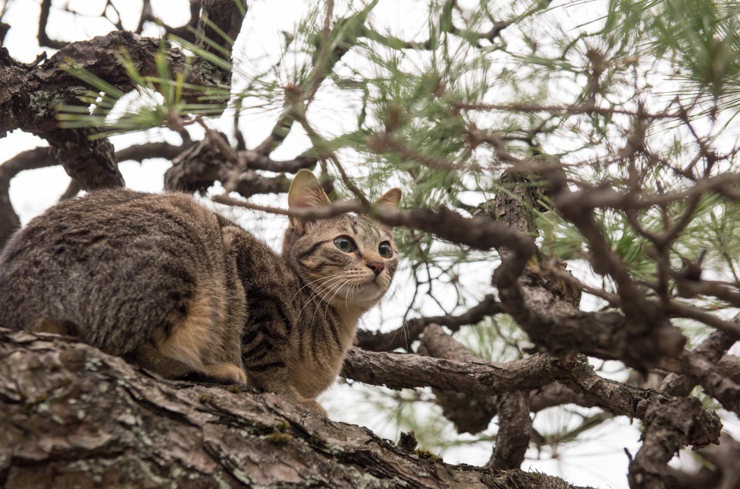 キジトラの性格における3つのタイプとその特徴