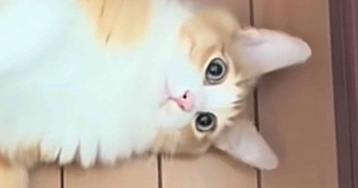 飼い主が家の中を歩いていると…『どうしても構ってほしい猫』がとった行動に「自分が可愛いことわかってる」「う、羨ましい」と30万再生
