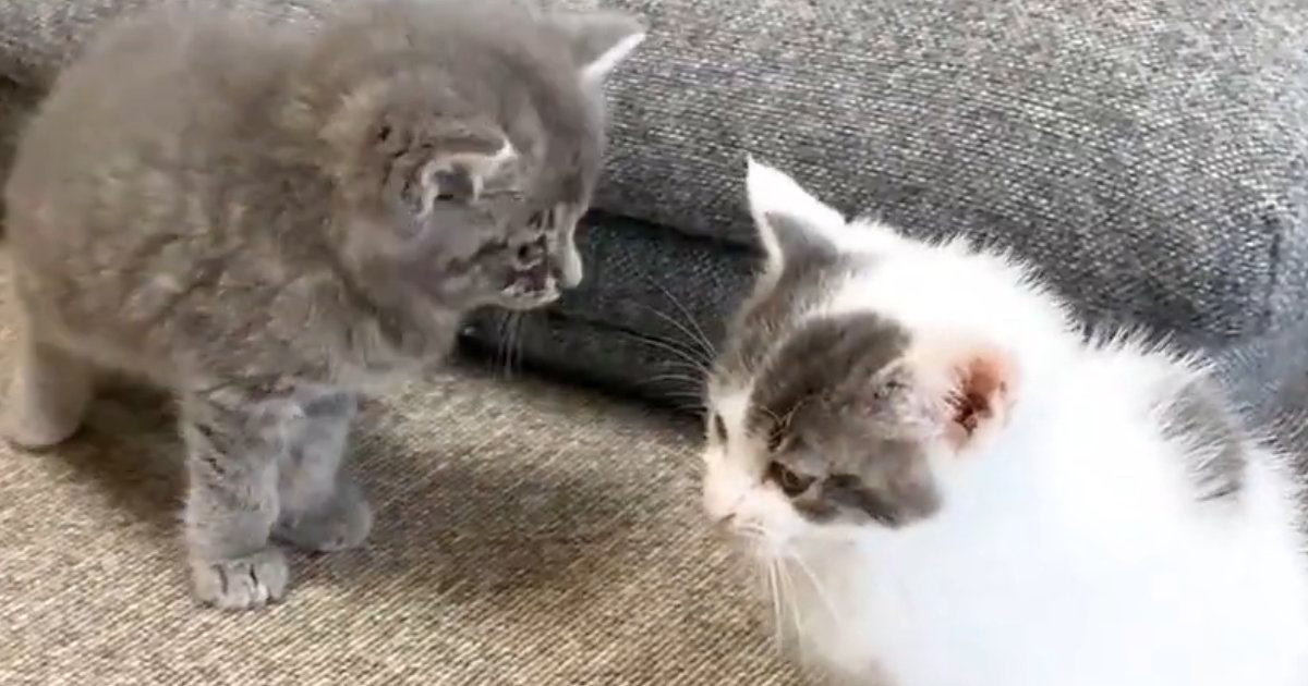 雷の音にビックリした子猫たちが『向かった先』とは…尊すぎる『大集合の様子』が58万再生「なんだ、ただの天国かよ」「物凄く羨ましいｗｗ」