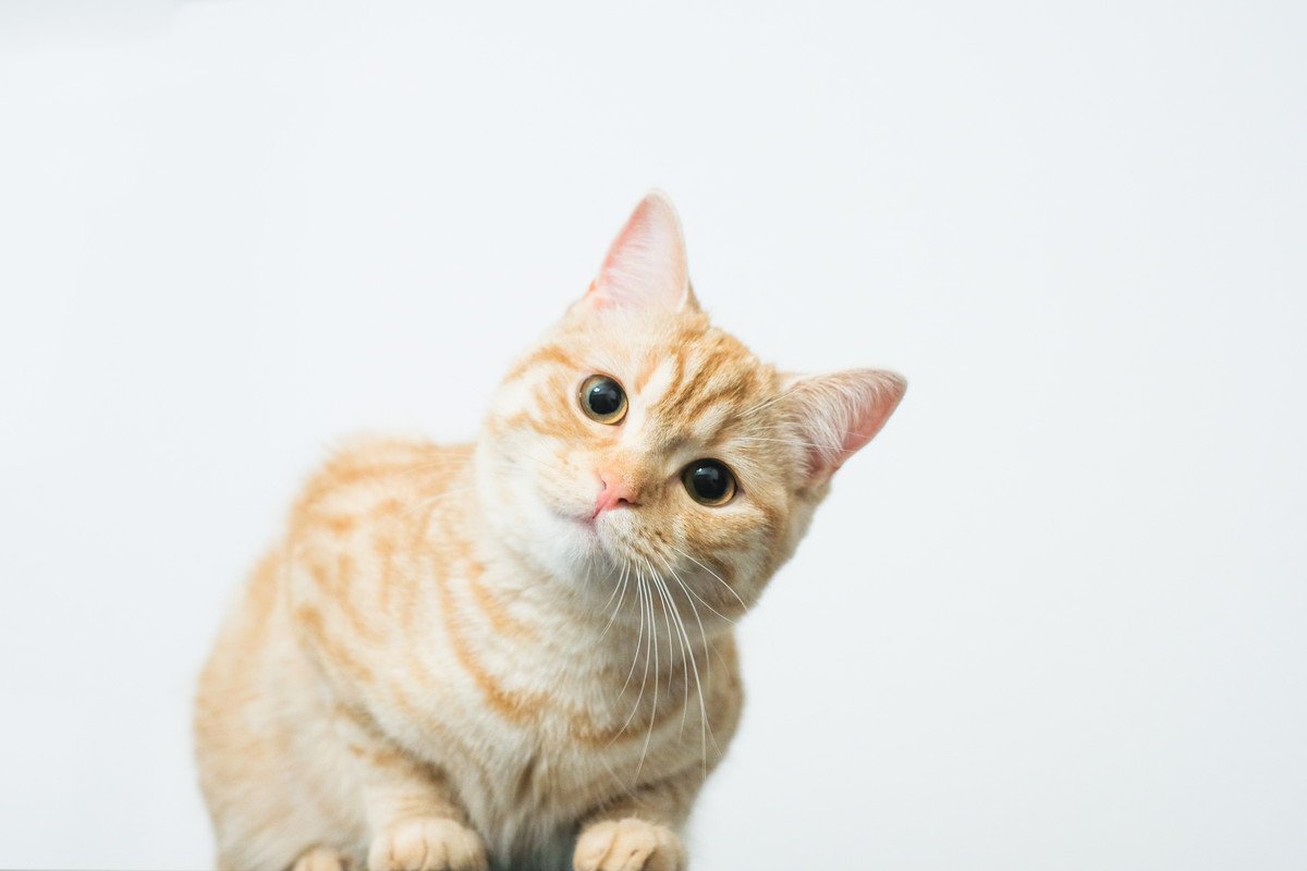 猫が『首をかしげる』仕草をする理由3つ　可愛らしい行動の意味とは？病気の可能性まで解説