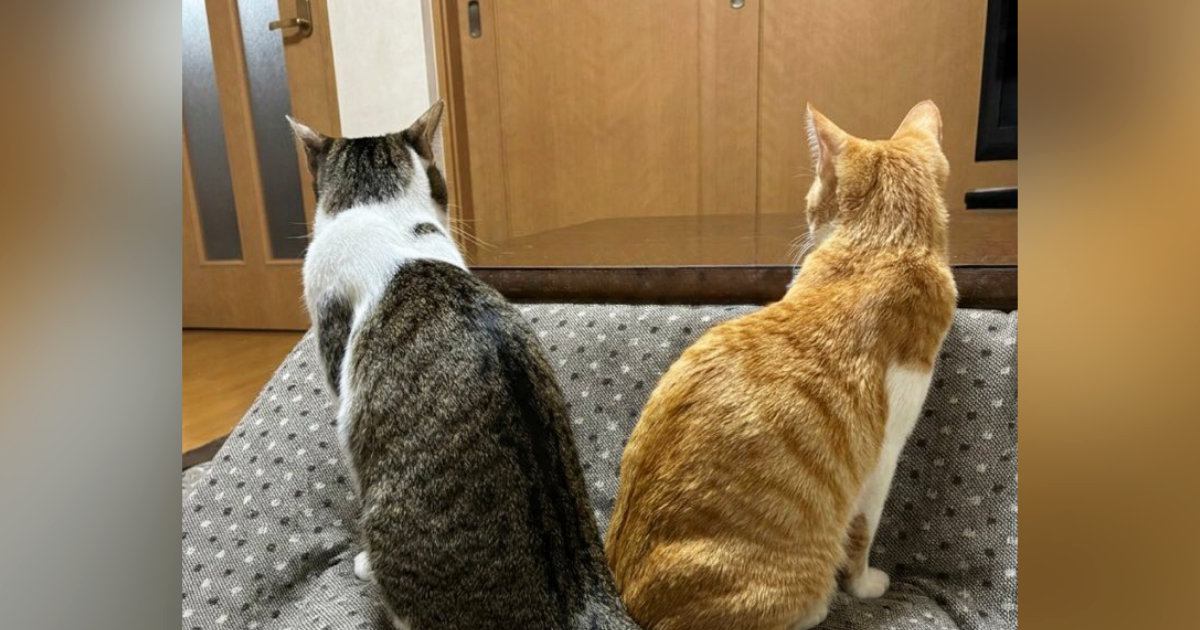 仲良くいっしょにいた『2匹の猫』→『しっぽ』を見ると……奇跡みたいな瞬間に２万いいね「すごい綺麗ｗ」「お見事だねｗ」とSNSで話題