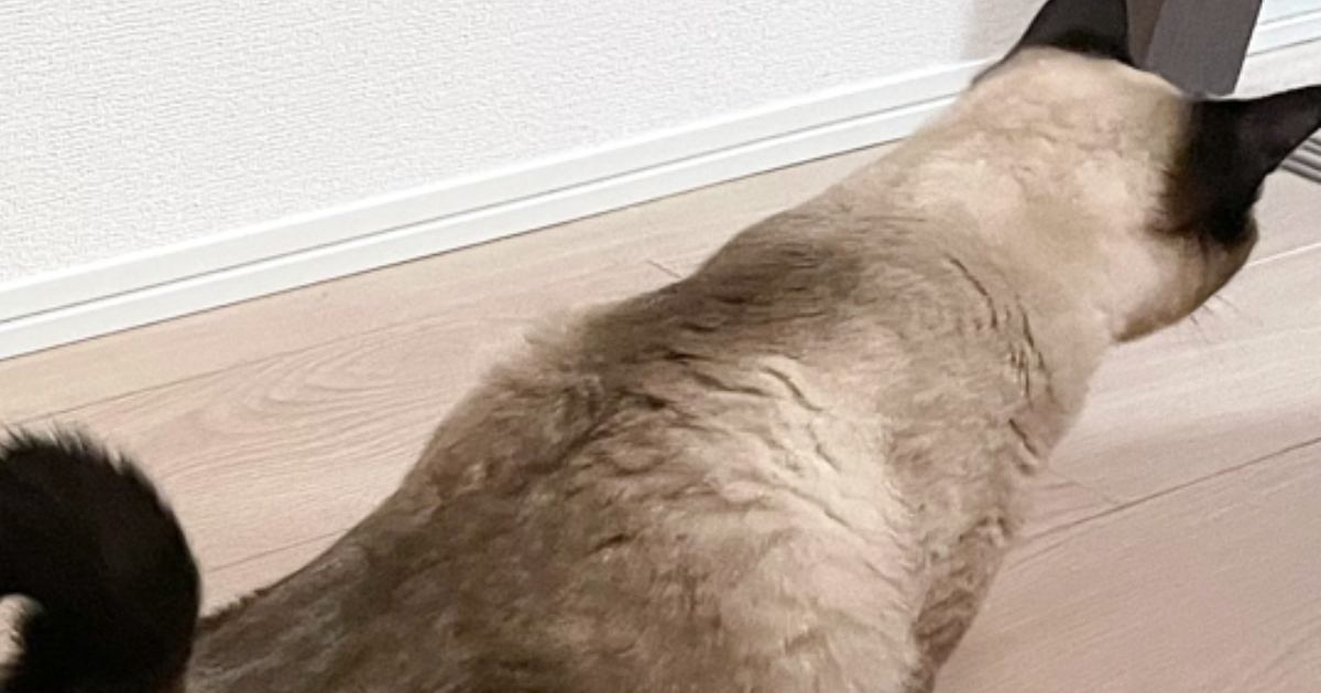 気持ちよさそうに伸びをしていた猫→『しっぽ』を見たら…可愛すぎる『形』に3万いいね「おいしそう~」「チョコ味かなw」と反響