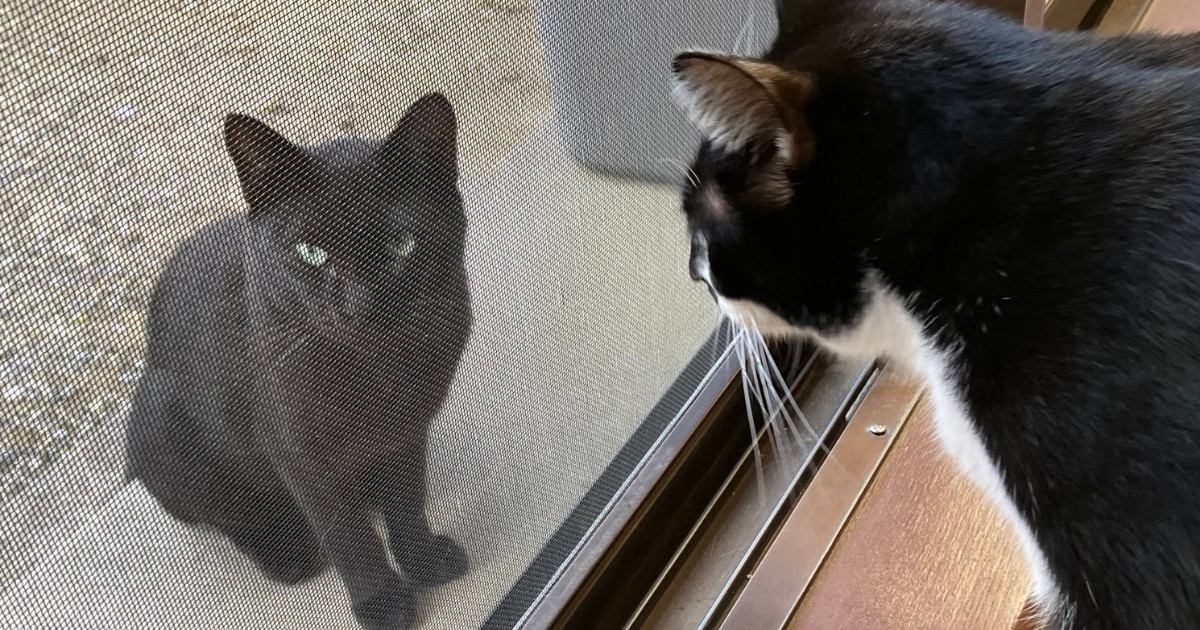 気温40度でぐったりしていた野良猫→庭にいるのを愛猫が発見して…『2年後の光景』に感動の声「本当に幸運だったね」「素敵な出会い」