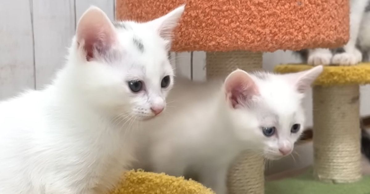 保護子猫たち→初めて『電動のおもちゃ』を見た結果…微笑ましすぎる『リアクション』に「ちょっと怖かったかなｗ」「顔がかわいいｗ」と反響
