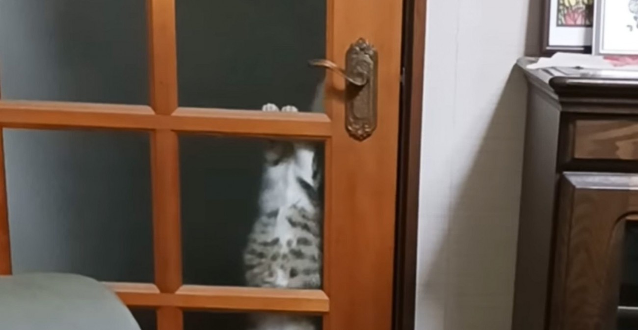 部屋に入りたい元野良猫→自力でドアを開けようとして…まさかの瞬間が賢すぎると15万再生「透けて見えるのたまらん」「えぇーすごい」と話題に