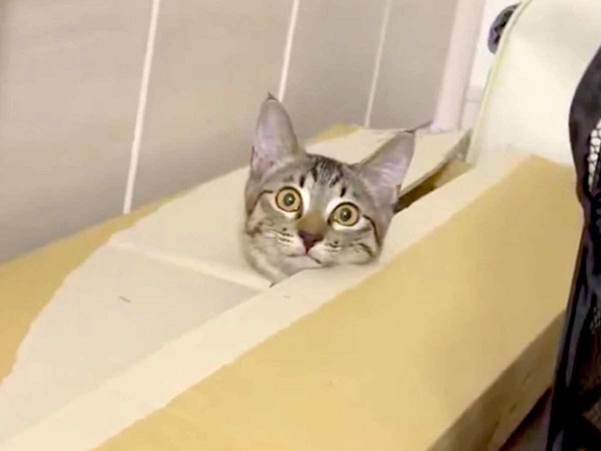 段ボールから顔を出す子猫→飼い主が見ていることに気づくと…『まるでコントのような行動』に「可愛いｗ」「笑っちゃった」と11万表示