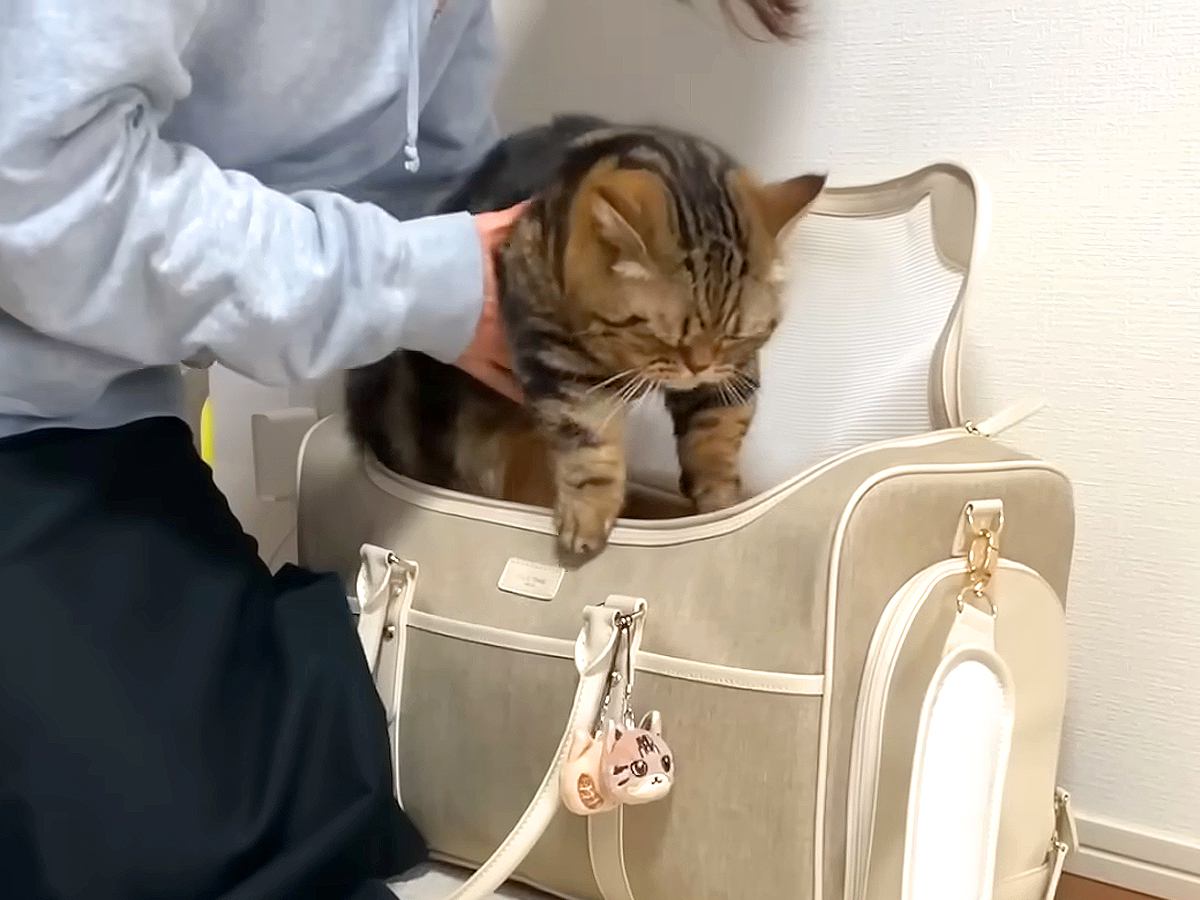 ママが『動物病院』に行く準備を始めたら、"２匹の猫"が…つい頬がゆるむ『可愛すぎる反応』に「勘が鋭いｗ」「ニヤニヤが止まらん」の声