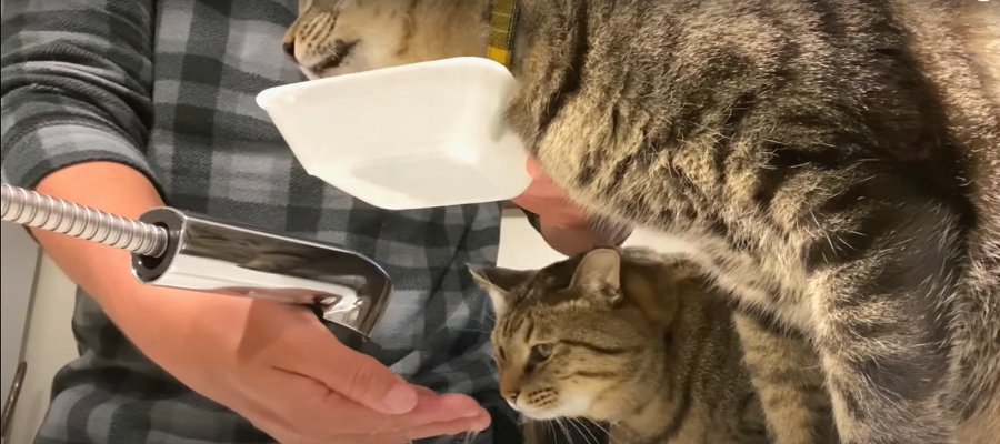 同時に補給！猫ちゃん達との暮らしで自然と身に付いた二刀流技♪