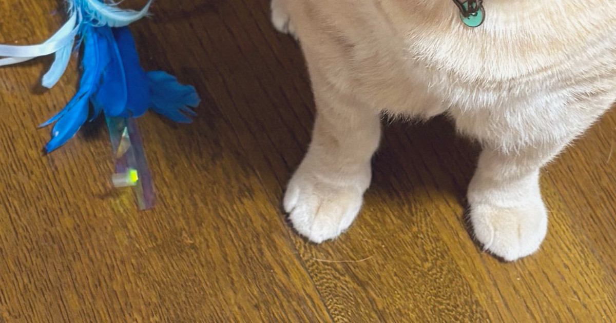 夕飯の支度後『やれやれ』と椅子に座ったら、『おもちゃ』を持ってきた猫…可愛すぎる表情に2万いいね「遊んでやられますか」「猫さんらしい」