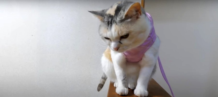 一体何が？！無くなった茶の間に驚きを隠せない猫ちゃん