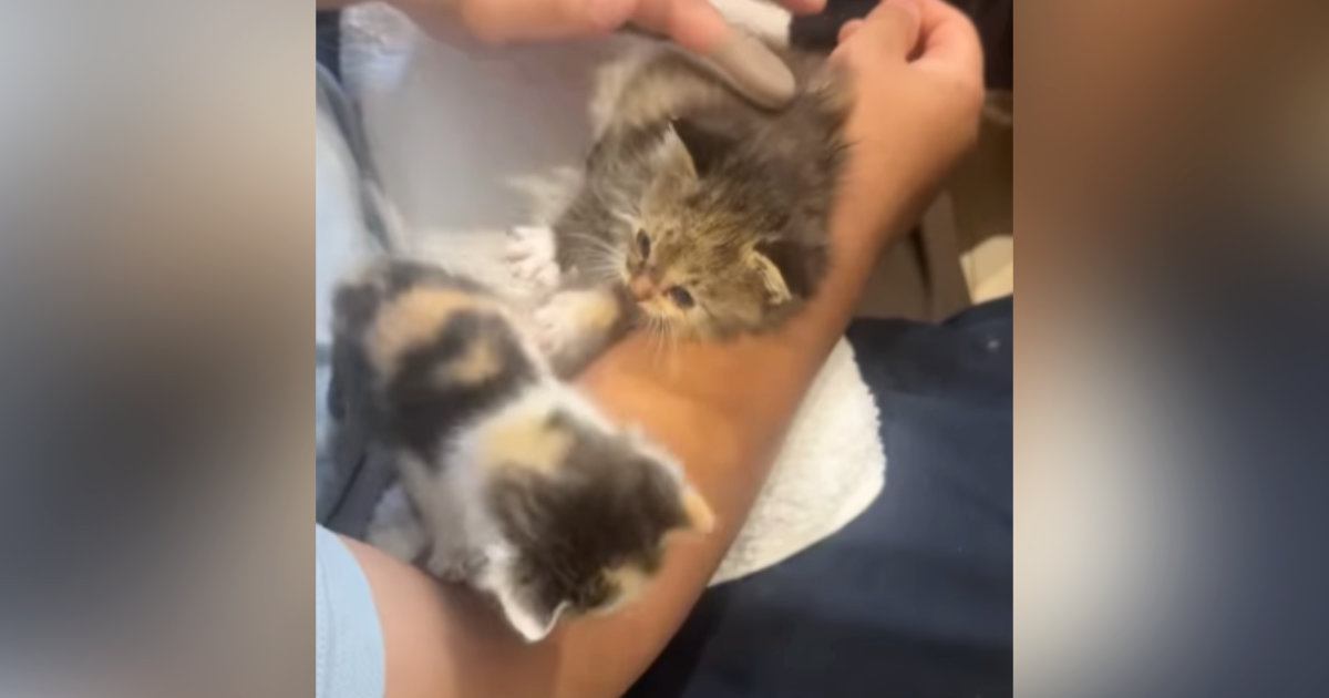 2匹の子猫を保護→1匹は里親に出す予定だったけど…子猫の行動と保護主の『決断』に涙が出ると98万再生「本当によかったね」「素敵」