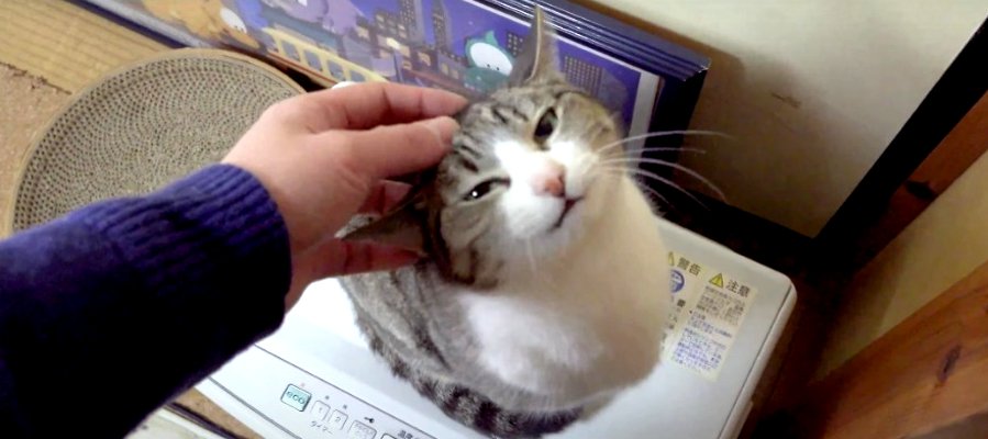 猫ちゃんの可愛いくて魅力的なところとは♡？