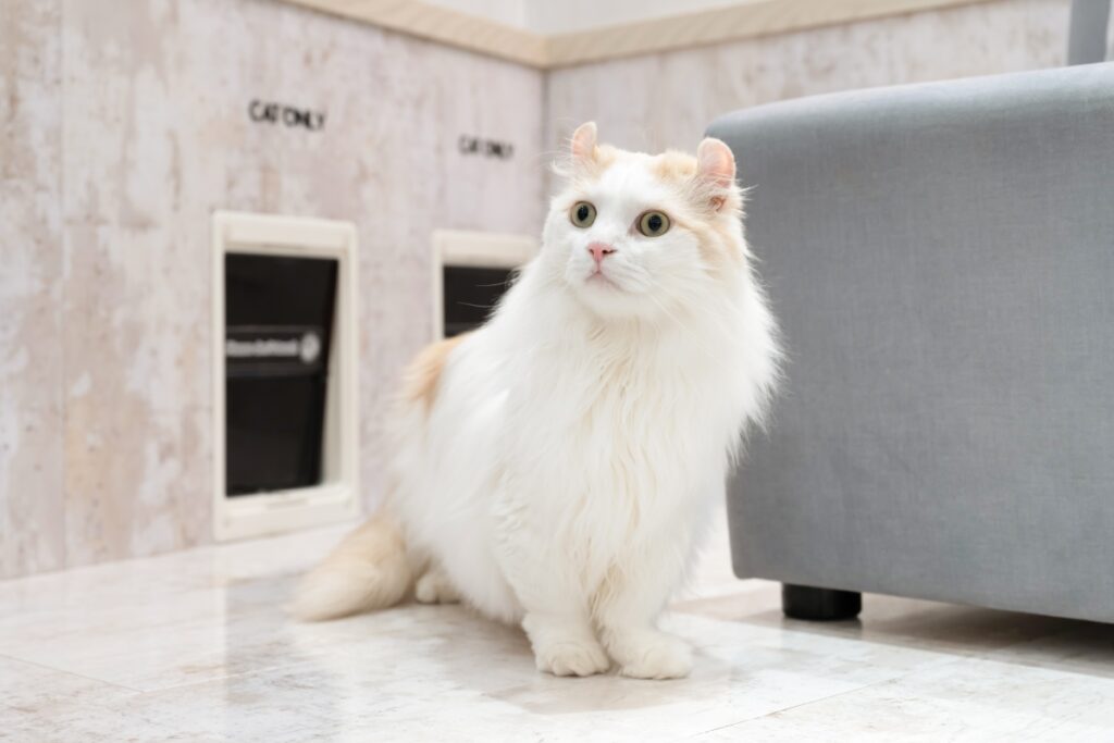 【獣医師監修】キンカローってどんな猫？特徴や性格から飼う前の注意点・価格相場まで徹底解説