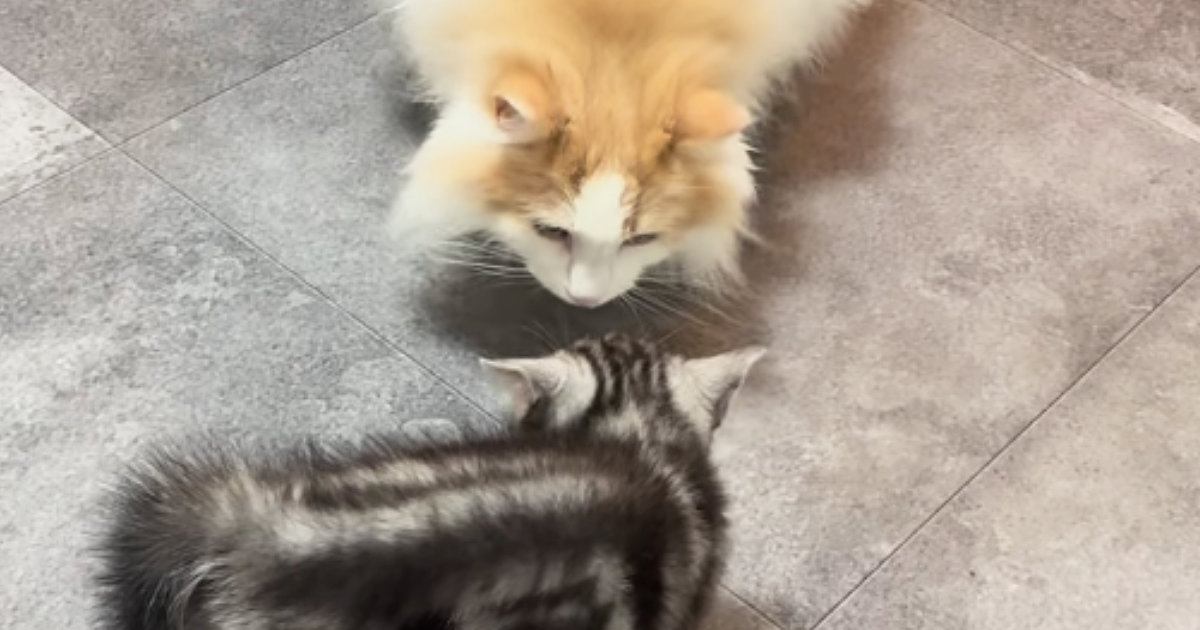 やんちゃな新入り子猫との初めての対面で…先住猫が見せた『優しすぎる対応』が89万再生「おとなの余裕を感じた」「毛がボワっとしてるｗ」