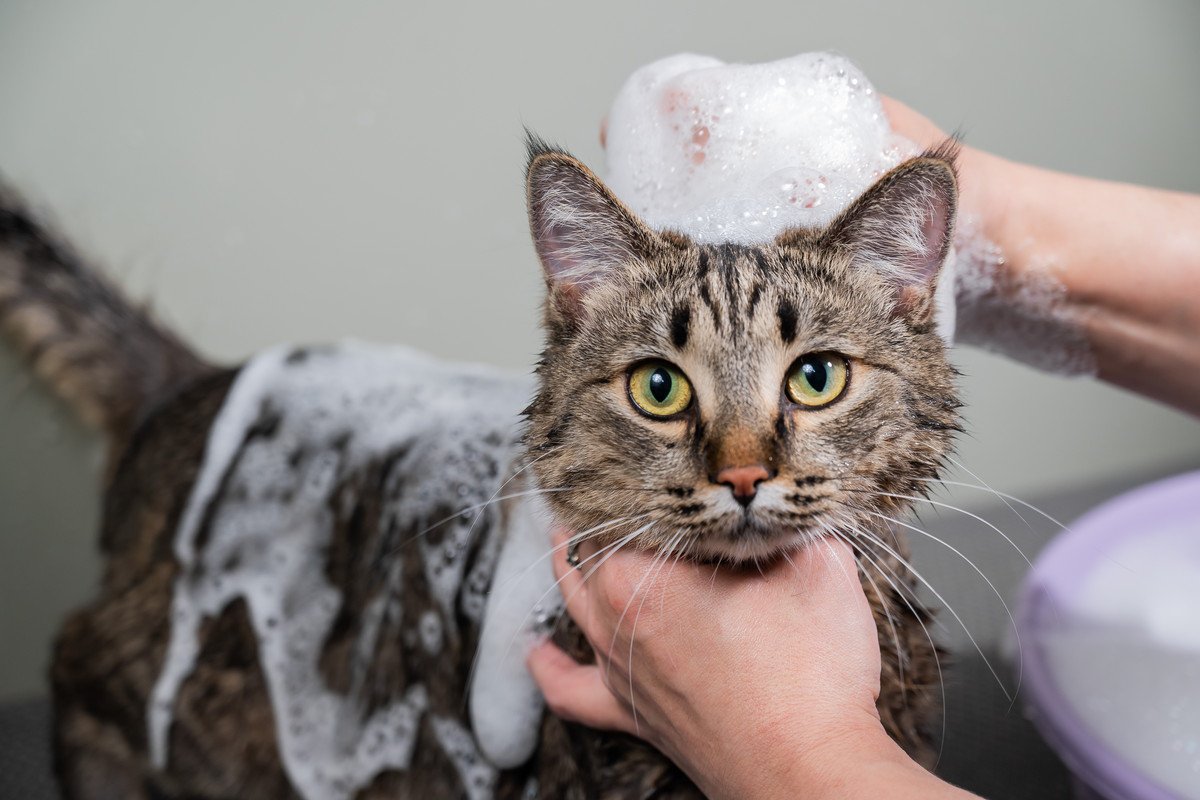 猫の健康を害する『ダメなお手入れ方法』4選とその理由　やり過ぎは猫の体にも負担が