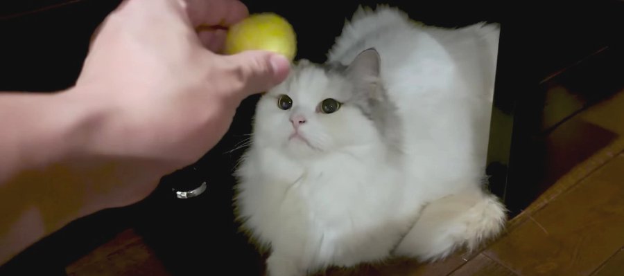 猫ちゃんの頭にボールを乗せてみた結果…　果たしてどうなる？