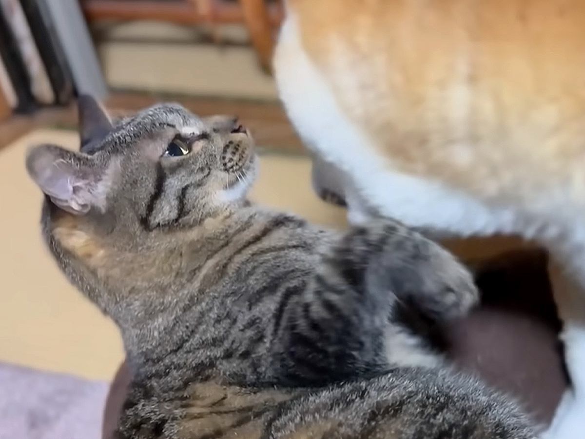 猫３匹が好きでたまらない同居犬→“かまって攻撃”が繰り出され…個性豊かな『尊すぎるリアクション』に「幸せがぎゅうぎゅうに詰まってる…」