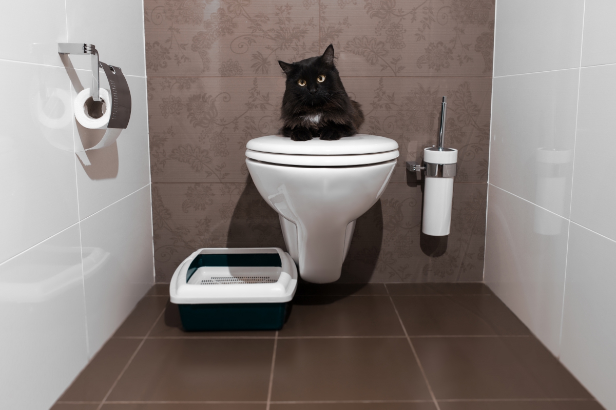 猫トイレの最適な場所とは？設置する時のポイント