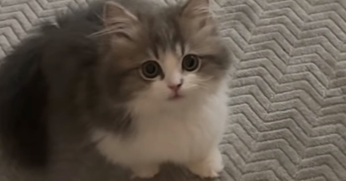 子猫に『ごはん食べる？』と声をかけたら…元気いっぱいな『可愛すぎる反応』が34万再生「会話出来てるのが凄い」「おめめクリクリｗ」