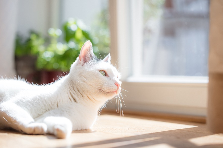 猫が日向ぼっこを好む３つの理由