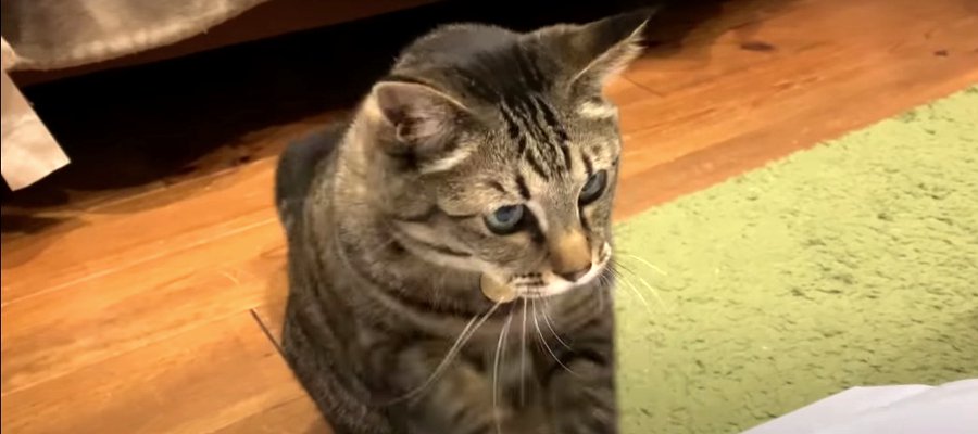 紙袋にホリホリ…！止まらなくなっちゃった猫ちゃん