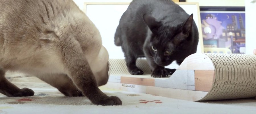 新しい爪とぎ最高！またたびで酔いどれ姿を見せる猫ちゃん