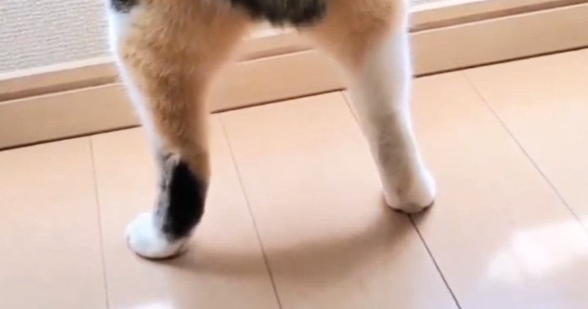 カーテンの裾からのぞく短い脚……じーっと窓の外を眺める猫の可愛さに「なんと魅力的な」「プリプリ感がたまらない」と15万表示