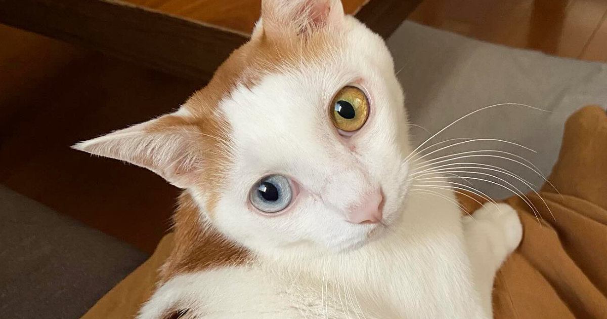 『おいで、おいで〜』と愛猫のことを呼ぶと……可愛すぎる瞬間に「躍動感が良いｗ」「めちゃくちゃ急いで来た感ｗ」とSNSで反響