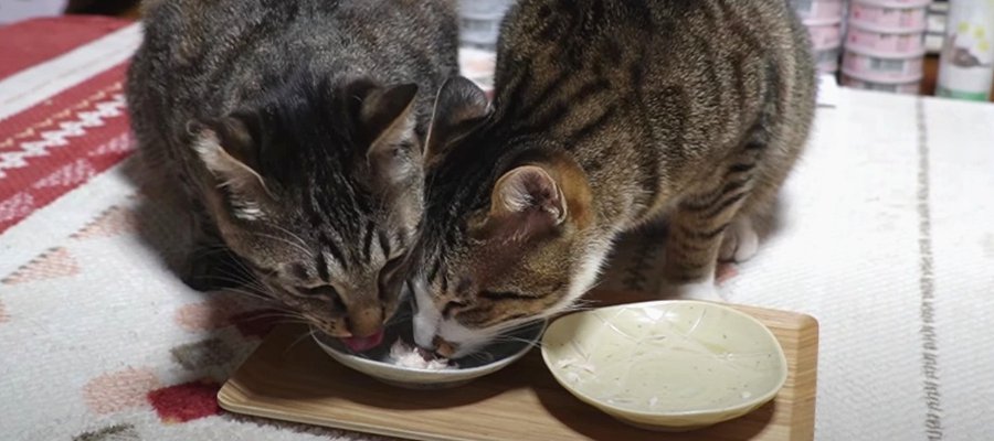 たくさん食べたい！兄猫ちゃんの分もこっそりいただいちゃう♡