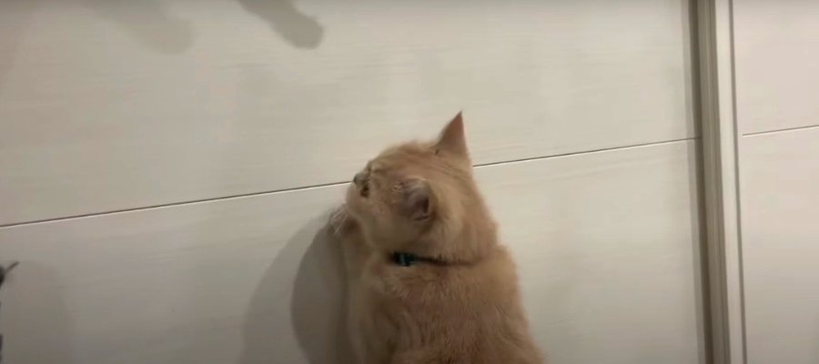 猫じゃらしの影に好奇心が爆発しちゃった猫ちゃん