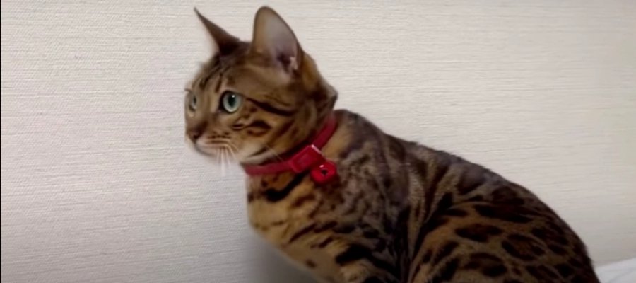 移動でお疲れ？飼い主さんの実家でうなっちゃうボス猫ちゃん