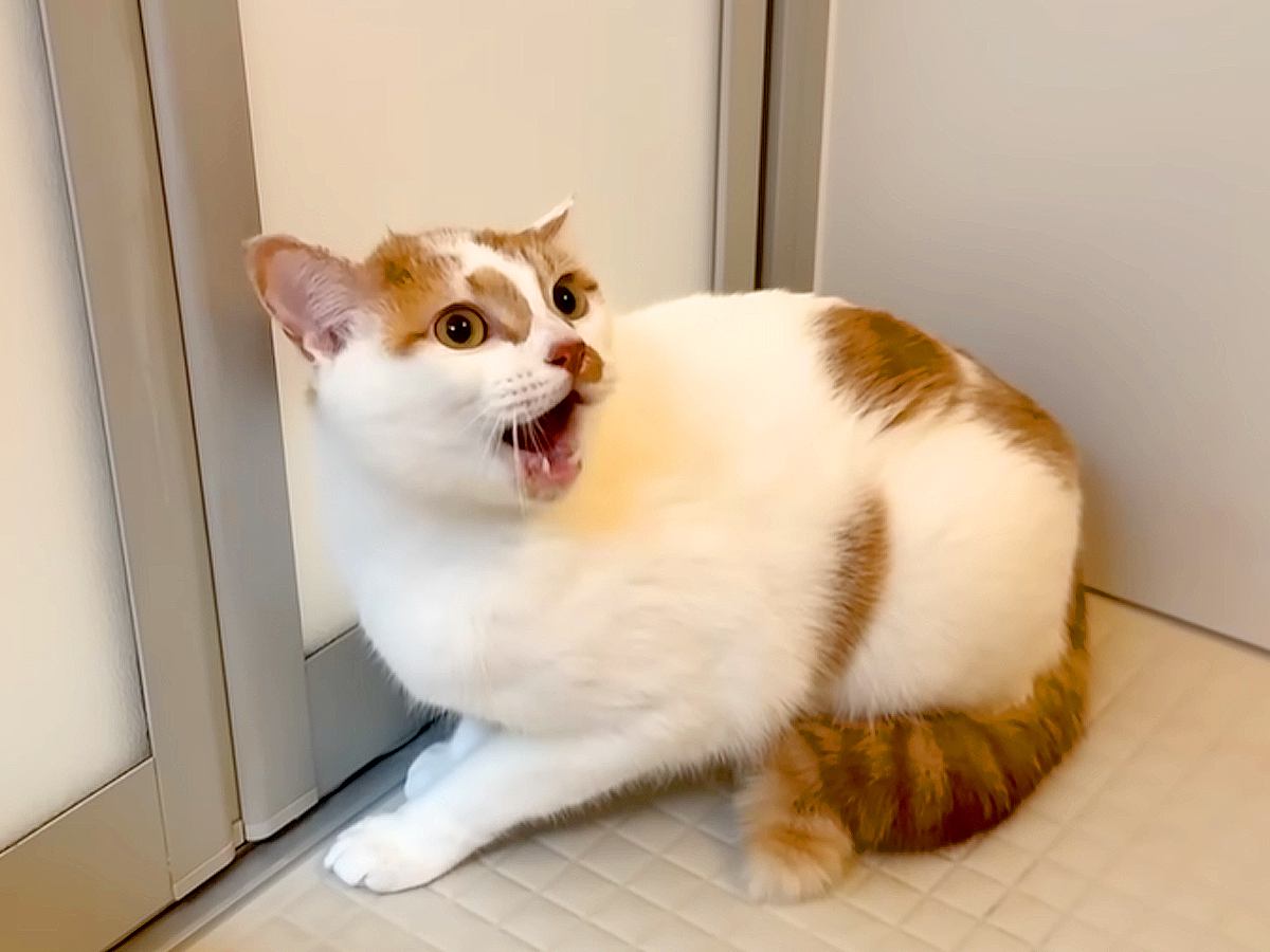 換毛期に入った猫→お風呂に入れようとしたら…怪獣もビックリの『リアクション』に反響「噛みついたりしないの偉い」「断末魔の叫び」