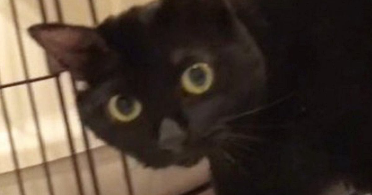 『ベッドに向かおうとする黒猫』を撮っていたら…飼い主さんが思わずツッコんだ『まさかの行動』に「すっげー見てるｗｗ」「可愛すぎ」と反響