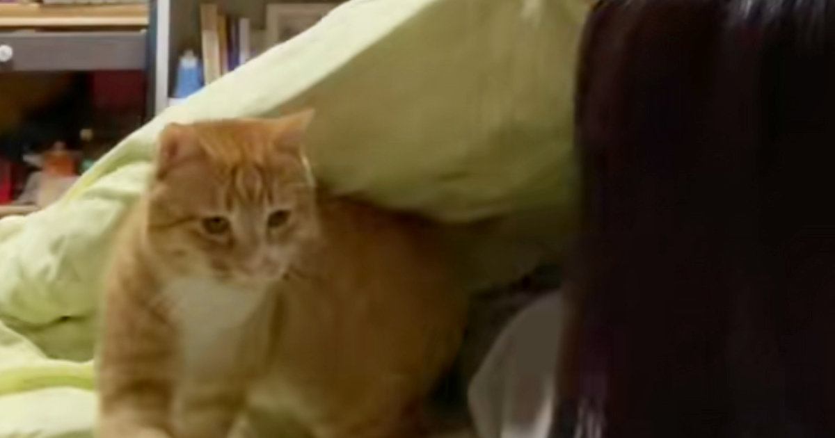 寝る時間になると『ベッドの上にくる猫』→布団をめくってあげると…恋人同士のような『まさかの光景』が142万再生「彼氏やん」「ズルすぎる」