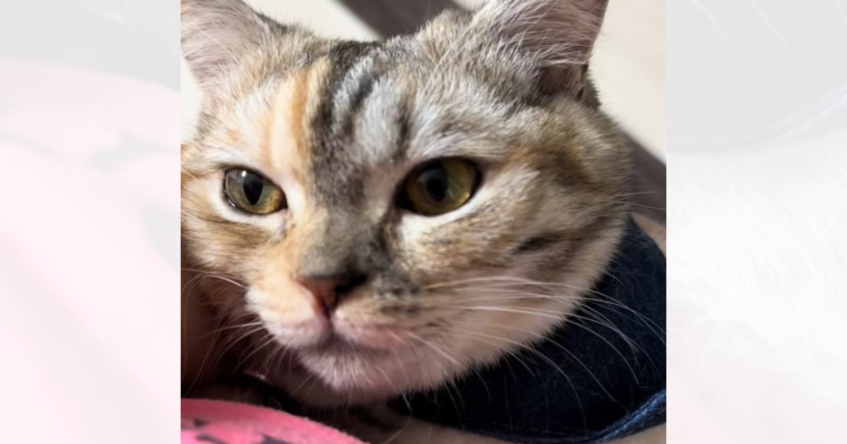 甘えてきた猫を抱っこして喋りかけたら…嘘みたいな『鳴き声』に爆笑する人が続出「想像以上に言ってるｗ」「食い気味で笑った」と13万再生