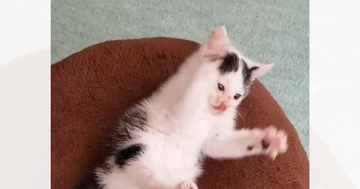 『パタパタ動く時期』って一瞬だよね…子猫時代の様子を見返してみたら→尊すぎる瞬間が110万表示「ずっと見てられる」「反則的な可愛さ」