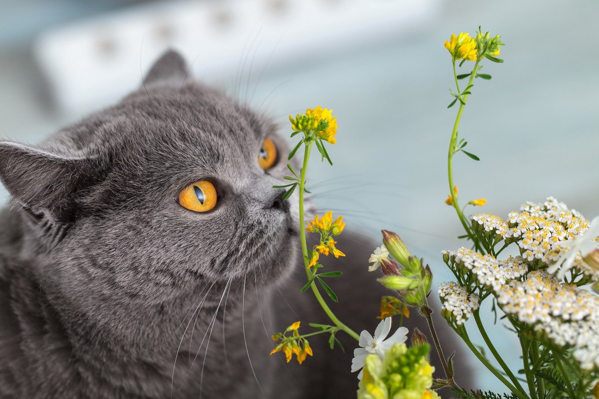 猫は『花粉症』になるの？　症状があらわれる理由や4つの対策方法をご紹介