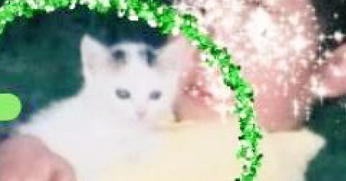 母猫が交通事故に遭い、路頭に迷っているところを保護された『小さな子猫』→20年後……感動のビフォーアフターにSNSで反響