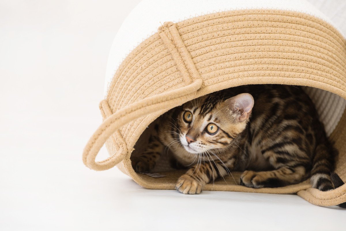 猫が影からひっそりと…あなたを『待ち伏せ』しているときの心理3選　どうリアクションするのが正解？
