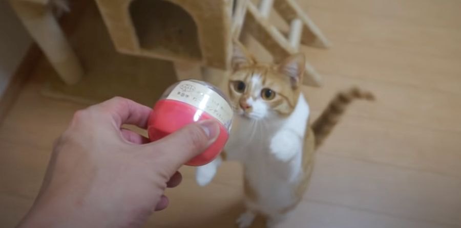 ガチャのカプセルが猫ちゃんの心を掴む？！