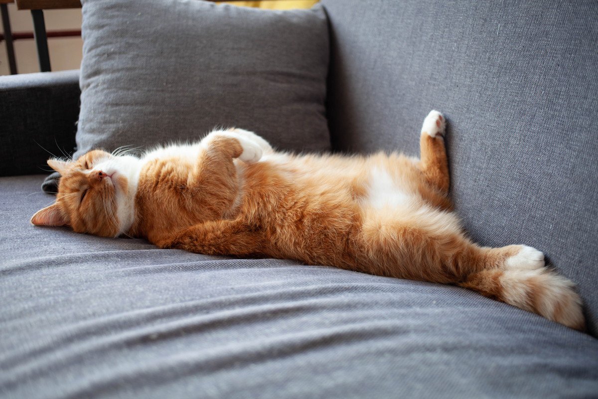 猫が『寝てるフリ』をしているときの理由3選　本当に眠いの？隠されている気持ちとは