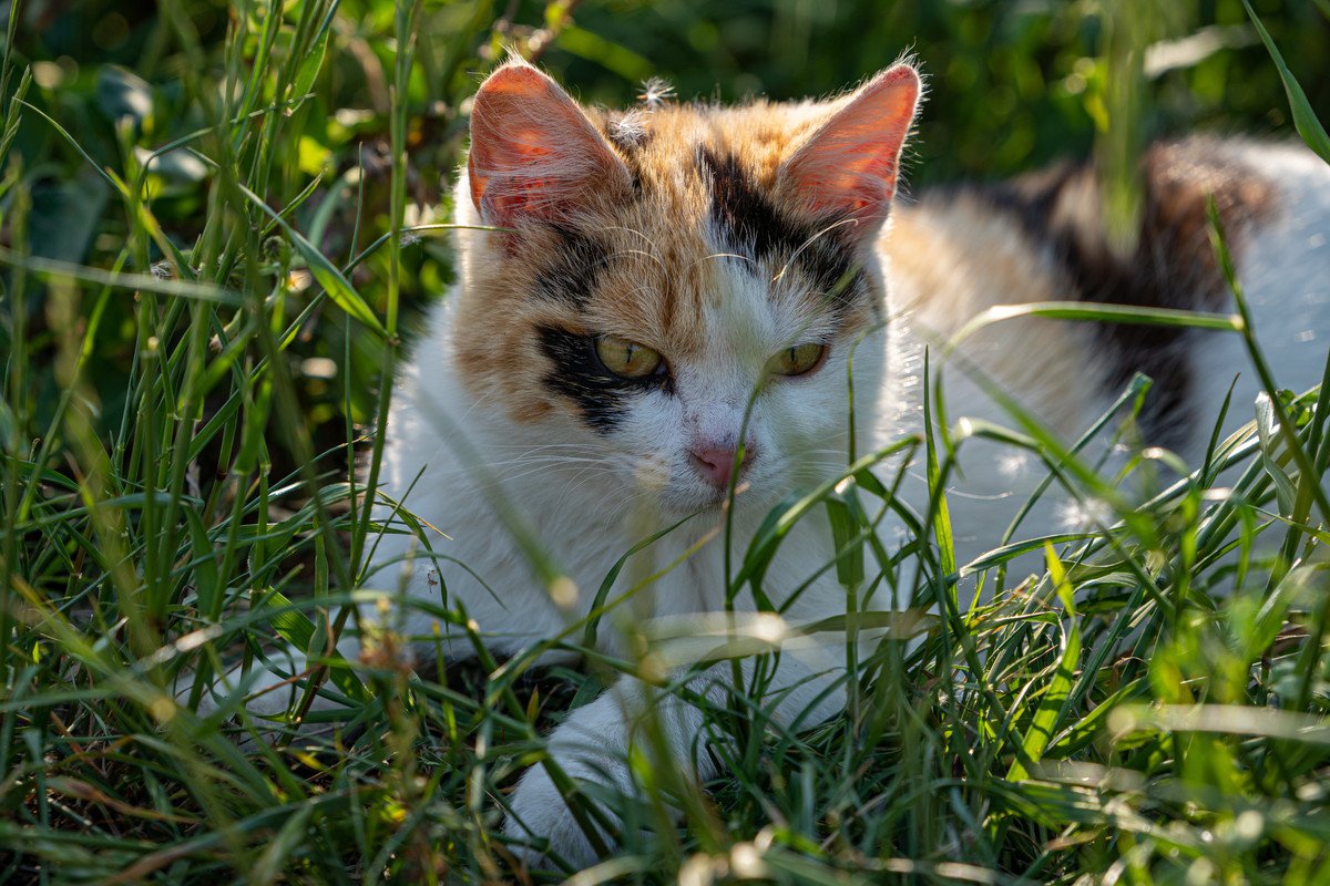 猫の『放し飼い』は超キケン！とっても怖い5つのリスク