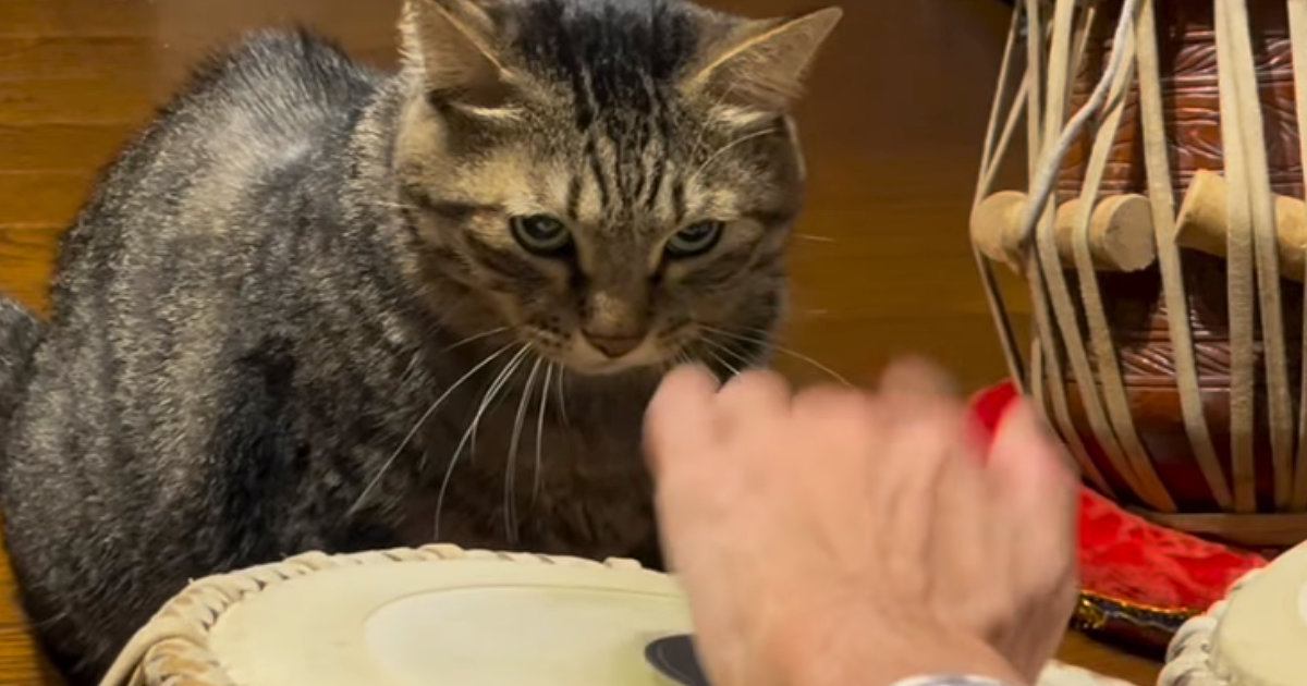 太鼓を叩く飼い主に『キレていた猫』が、突然…思わず笑ってしまう展開が227万再生「演奏したいのかなｗ」「私のテンポじゃない」