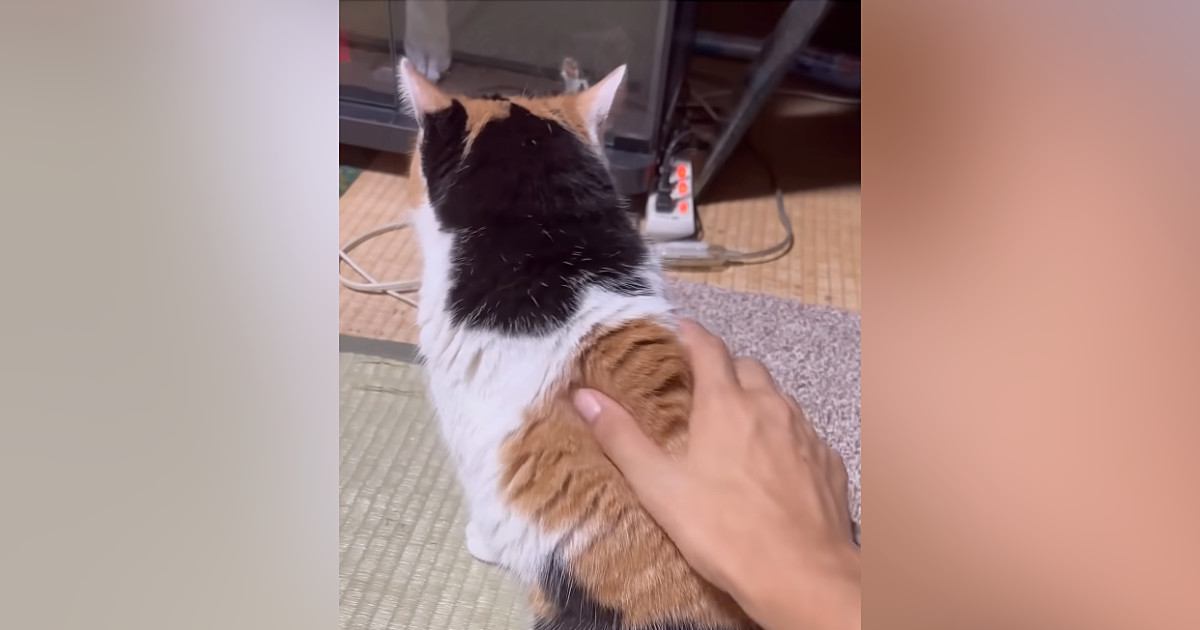喉をゴロゴロと鳴らしながら『目の前にやってきた三毛猫』→撫でると…悶絶級の行動に「変な声出た」「可愛すぎるでしょ」と93万再生