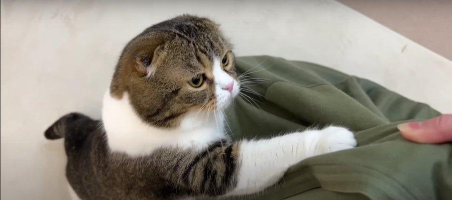 寂しい！思い出の詰まったクッションとお別れする猫ちゃん